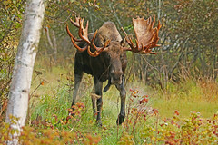 When Your Brain Is Telling You It Is Time To Back Off! :-) - Huge Non-typical Bull Moose
