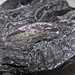 Graphite with pyrite nodule (Ceylon) 1