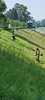 Grass cutting in Sisak