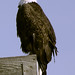 Bald eagle -  Blackwater National Wildlife Refuge -  Cambridge Maryland
