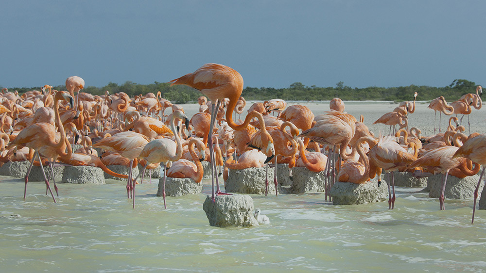 墨西哥猶加敦半島（Yucatan）的淺灘潟湖一望無際，加勒比海紅鶴（Caribbean-flamingo）卻選擇了這片鹽度極高、環境惡劣的水域築巢。
