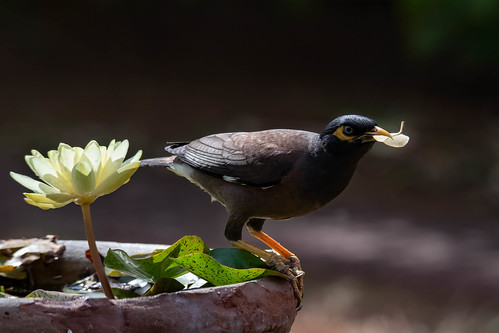 The waterlilly and the bird#1 Common mynah