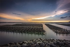 Calm Ocean Fields - Oyster Farm Series [12]