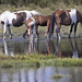 wild horses -  Chincoteague  Virginia