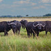 Cape Buffalo, Maasai Mara