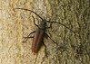 Aegosoma scabricorne (Cerambycidae), Maison-Neuve, Valle du Chassezac, France
