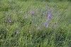Wiesen-Flockenblume (Centaurea jacea); Hemmelmark, Barkelsby (36)