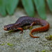Four-Toed Salamander (Hemidactylium scutatum)