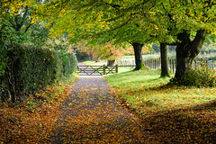 Autumn Walks in the Kent Weald..