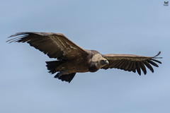 Grifo, Griffon Vulture (Gyps fulvus)