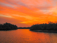 2023 (challenge No. 3 - old unpublished pics) - Day 303 - Dawn breaking over the mangroves, Makasuku, The Gambia 2011