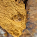 Fossiliferous rottenstone with brachiopod (Vanport Flint, Middle Pennsylvanian; Flint Ridge, Ohio, USA) 2