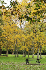 Autumn in the park: Gold and silver