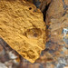 Fossiliferous rottenstone with brachiopod (Vanport Flint, Middle Pennsylvanian; Flint Ridge, Ohio, USA) 1