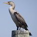 cormorant -  Ocracoke Ferry docks  -  Hatteras  NC