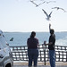 feeding seagulls -  Ocracoke Ferry -  Hatteras  NC