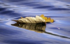 Autumn Leaf on Eagles Mere Lake