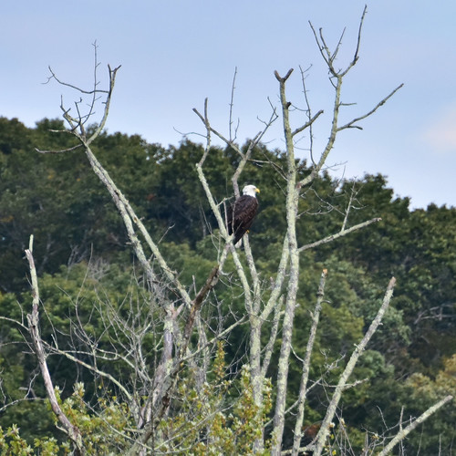 Bald Eagle at the Connecticut River