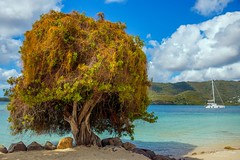 Beach Tree (in explore)
