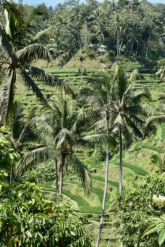 Tegallalang rice terraces near Ubud, Bali, Indonesia