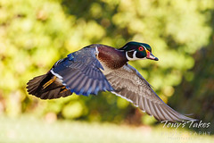 Wood duck performs a picture-perfect flyby