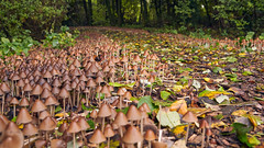 The mushroom path