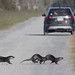 otters  -  Alligator River National Wildlife Refuge -  Albemarle Peninsula in eastern North Carolina