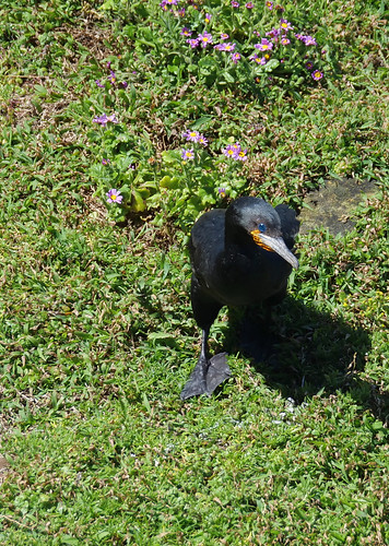 cape cormorant 2