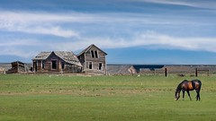 Abandoned Farmhouse Horse 6873 C