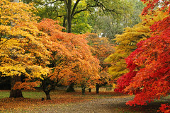 Autumn at Westonbirt Arboretum: Maples