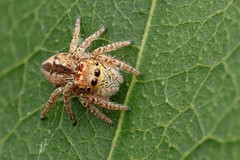 Jumping spider (Mogrus neglectus)