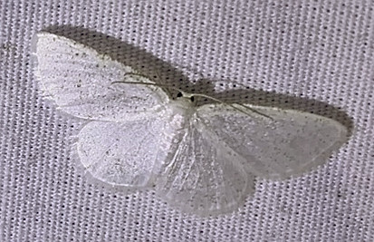 6270 – Virgin Moth – Protitame virginalis