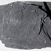 Gray slate (Martinsburg Formation, Ordovician; near Bangor, Slate Belt, Pennsylvania, USA) 1