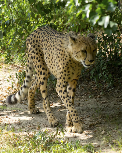 Memphis Zoo 08-28-2014 - Cheetah 15
