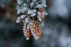 frosted pine cones