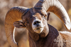 The golden eyes of a bighorn sheep ram