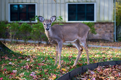 Deer at New River Gorge National Park HQ