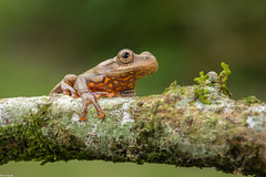 Colombian Tree Frog / Colombiaanse boomkikker