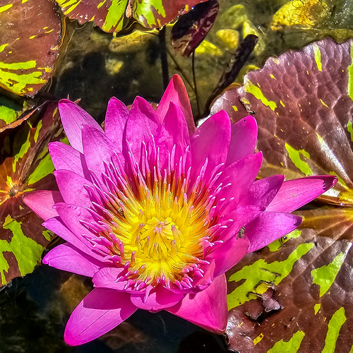 Lotus at the Garden of Dreams