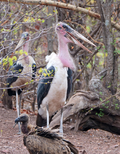 Marabou stork 4