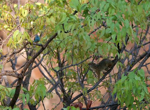 Southern Cordonbleu and tree squirrel