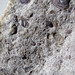 Lingula cuneata (inarticulate brachiopods) (Medina Sandstone, Lower Silurian; Medina, New York State, USA) 3