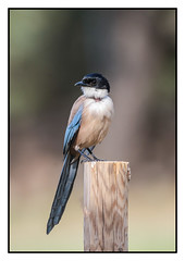 Azure Magpie (J) - (Cyanopica cyanus) - 2 clicks for close up