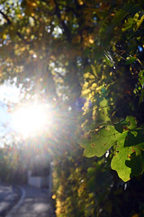 leaf in the sun