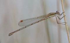 Slender Ringtail Austrolestes analis