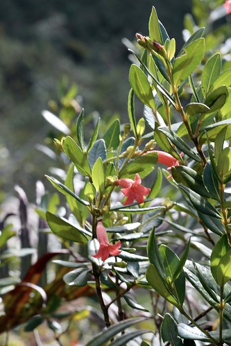 Raveniopsis ruellioides (Rutaceae)