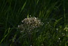 Abgeblhter Baldrian (Valeriana officinalis); Hemmelmark, Barkelsby (49)
