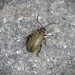 Chrysomelidae. -  Lochmaea caprea -  Willow Beetle