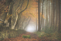 Autumn Path Misty Glow