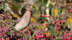 Waxwing - I'm a Beauty